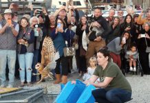 Owl release draws huge crowd