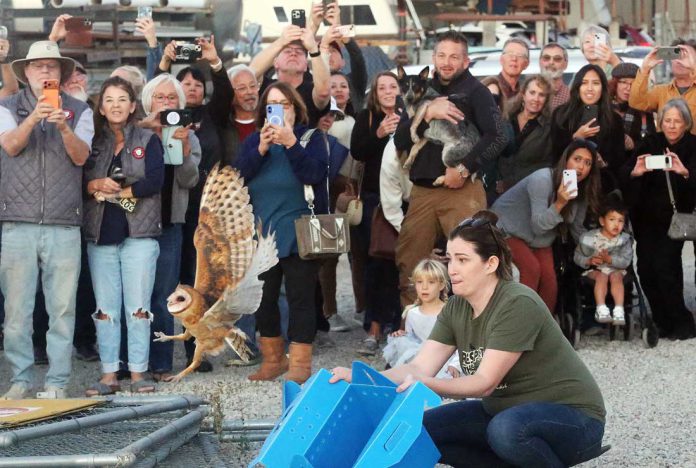 Owl release