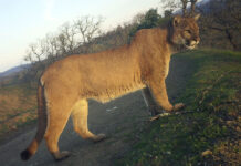 Research says local mountain lions are under threatÂ