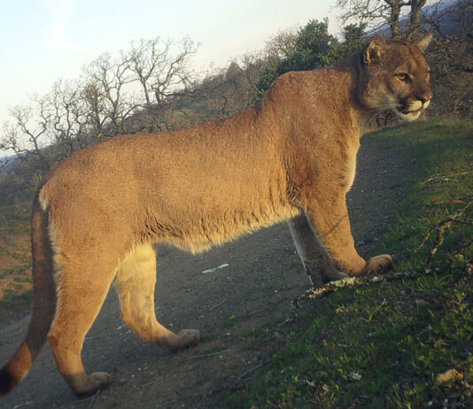 Research says local mountain lions are under threat