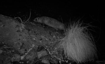 Santa Clara County teen’s volunteering produces valuable wildlife data