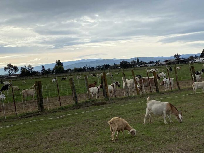 Goats 1