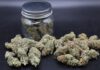 What South County gardeners should know before growing cannabis at home