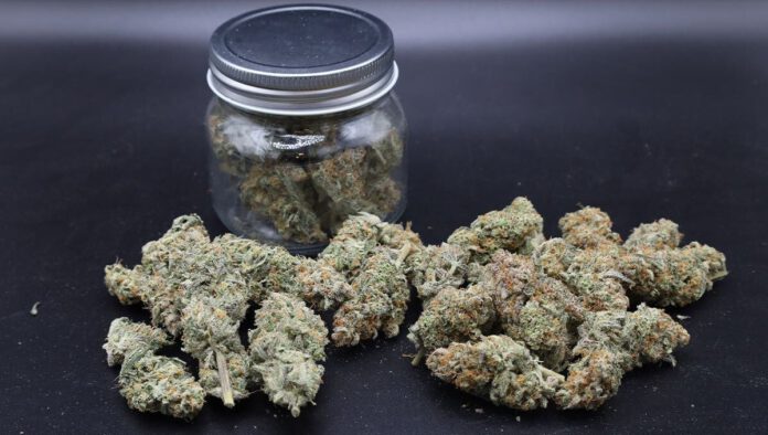 What South County gardeners should know before growing cannabis at home