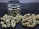What South County gardeners should know before growing cannabis at home